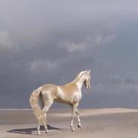 直爽柑桔tAI头像