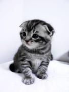 小白白爱吃小柠檬的个人资料头像