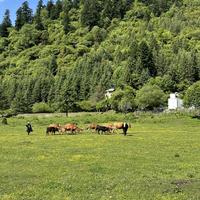 九千央措拉姆头像