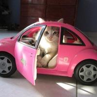 刹车皮冲浪手头像