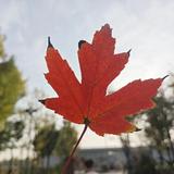 我是风起呀头像