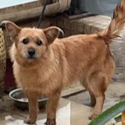 真的和平星的个人资料头像