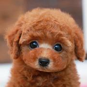 李刚288的个人资料头像