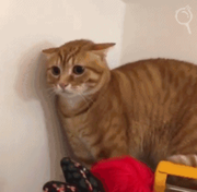 一画开天的个人资料头像