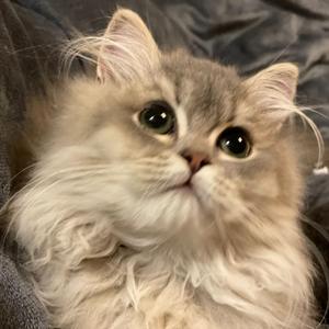 鹿鹿的猫舍头像