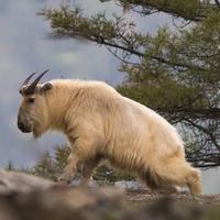 二手车小严只认1997头像