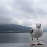 梁兄来了头像
