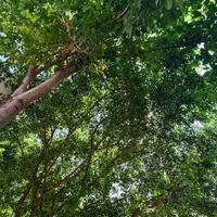 善良饭团lK头像