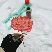 卷叶小树的个人资料头像