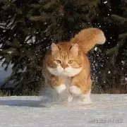 茶1墨子的个人资料头像