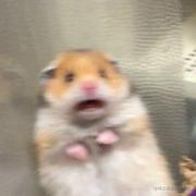 渔小唏的个人资料头像