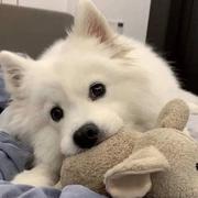 前端爱因斯坦的个人资料头像