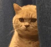 既见未来丶为何不拜的个人资料头像