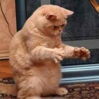 大猫钓鱼113头像