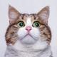 热心的猫猫头像