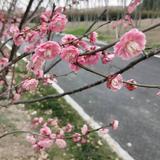 恰似你的温柔563头像