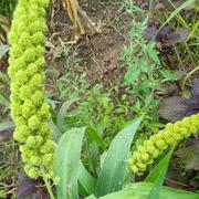 萝莉的个人资料头像