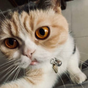 zigaai的个人资料头像