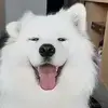 一小只因程序猿的个人资料头像