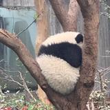 mrjoechen头像