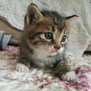 前端小公牛的个人资料头像