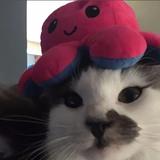 开极狐的猫咪头像