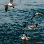 beichuan的个人资料头像