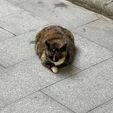 紫月蓝日头像