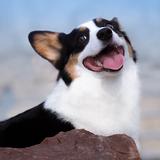 熊猫🐼有了黑眼圈头像