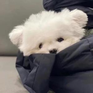 英叔僵尸电影头像