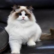 不秃头程序媛的个人资料头像