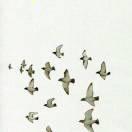 hanzhen重名了的个人资料头像