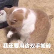 starT的个人资料头像
