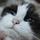 成班烂春袋头像