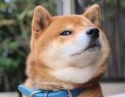 世间多狗的个人资料头像