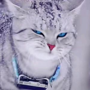 你与鱼与馿头像