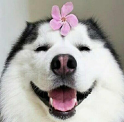 仪昭淑慎的个人资料头像