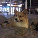 廣東蛋散头像