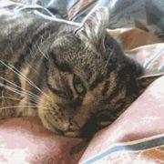 YiKeDaShu的个人资料头像