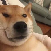 空城三梦的个人资料头像