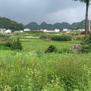山野老头头像