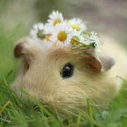 nimoc的个人资料头像