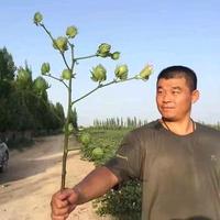 一个做农资销售的老兵头像