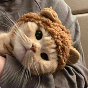 呆毛001的个人资料头像