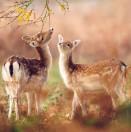 帅爱学习101119的个人资料头像