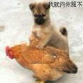 廊坊观致4s店头像