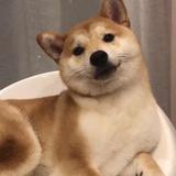 c头像