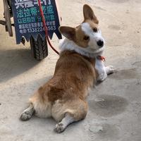 悠悠是条土狗头像