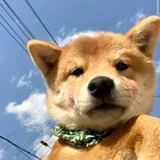 鱼鱼xzxzz的个人资料头像