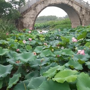 闻蜂头像